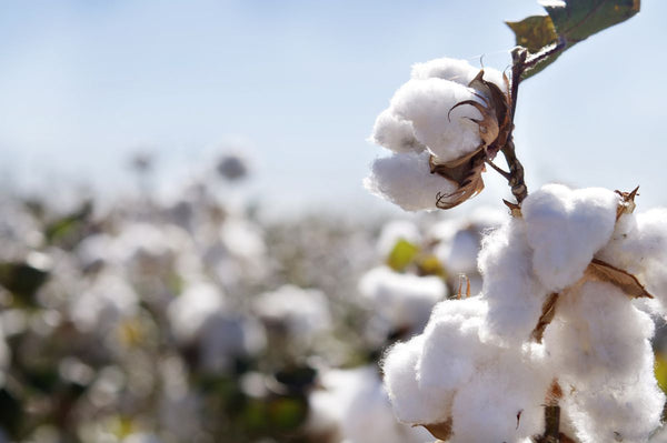 What makes Pima cotton so special?